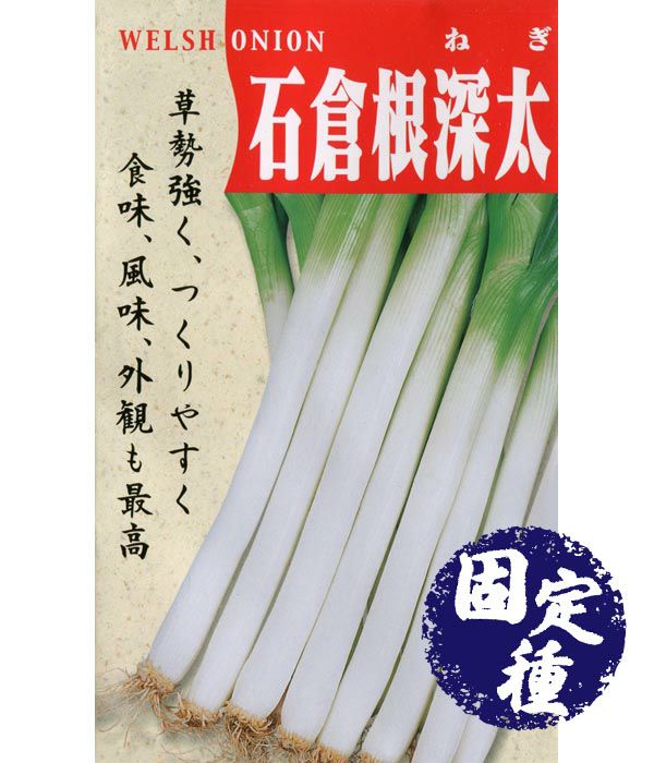 石倉一本葱(ネギの種）【固定種】|野菜のタネ専門通販サイト|アサヒのぐるたね