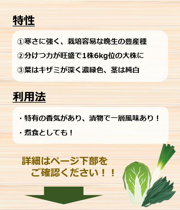 晩生千筋京水菜(ミズナの種）【固定種】|野菜のタネ専門通販サイト|アサヒのぐるたね