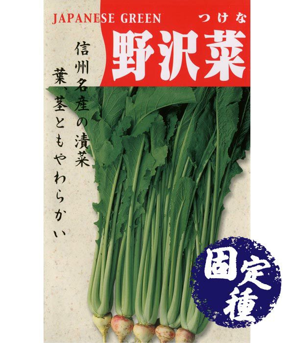 野沢菜 菜類の種 固定種 野菜のタネ専門通販サイト アサヒのぐるたね