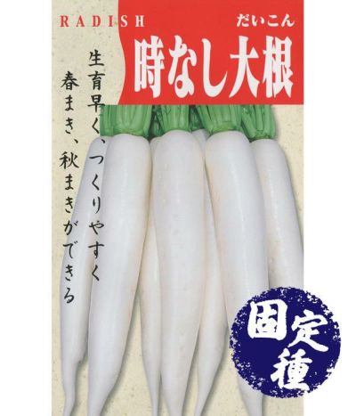 聖護院大丸蕪（かぶの種）【固定種】|固定種 在来種に強い 野菜のタネ専門通販サイト|アサヒのぐるたね