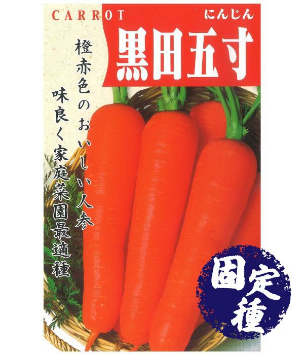 黒田五寸人参 ニンジンの種 固定種 野菜のタネ専門通販サイト アサヒのぐるたね