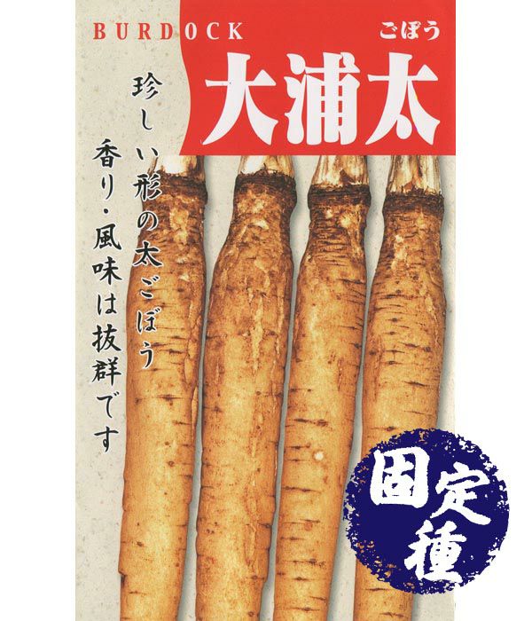大浦太牛蒡（ゴボウの種）【固定種】|固定種 在来種に強い 野菜のタネ