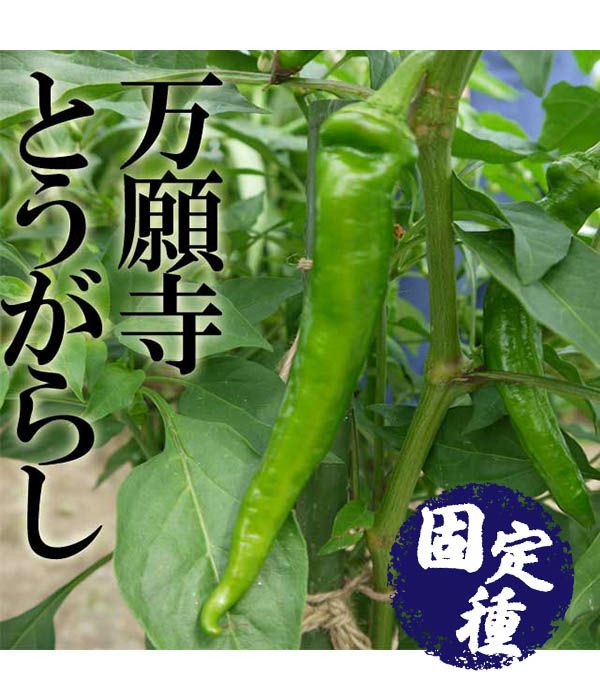 万願寺唐辛子（とうがらしの種）【固定種】