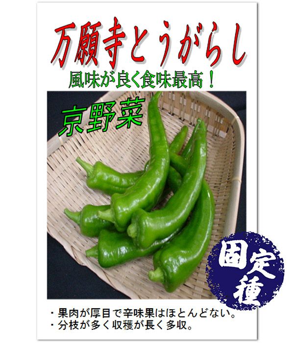 万願寺唐辛子（とうがらしの種）【固定種】|固定種 在来種に強い 野菜のタネ専門通販サイト|アサヒのぐるたね