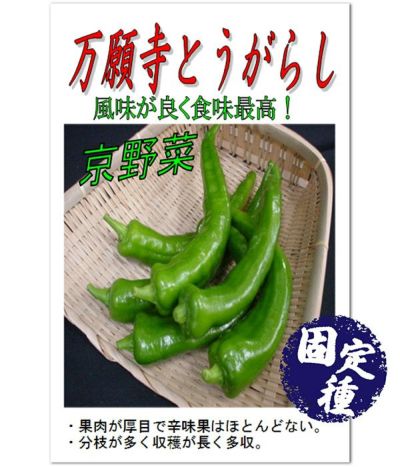 アサヒ交配 YR三川大根（だいこんの種）|固定種 在来種に強い 野菜の