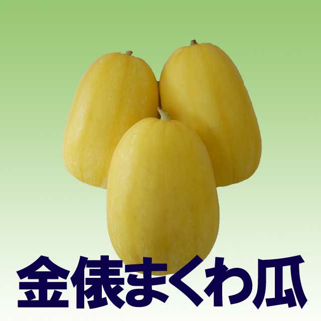 金俵まくわ瓜（まくわうりの種）【固定種】|固定種 在来種に強い 野菜