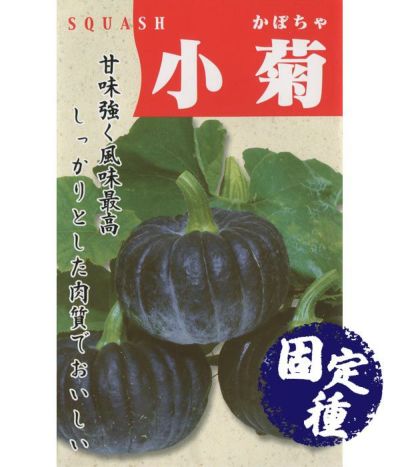 東京芳香栗かぼちゃ（南瓜の種）【固定種】|固定種 - ぐるたね