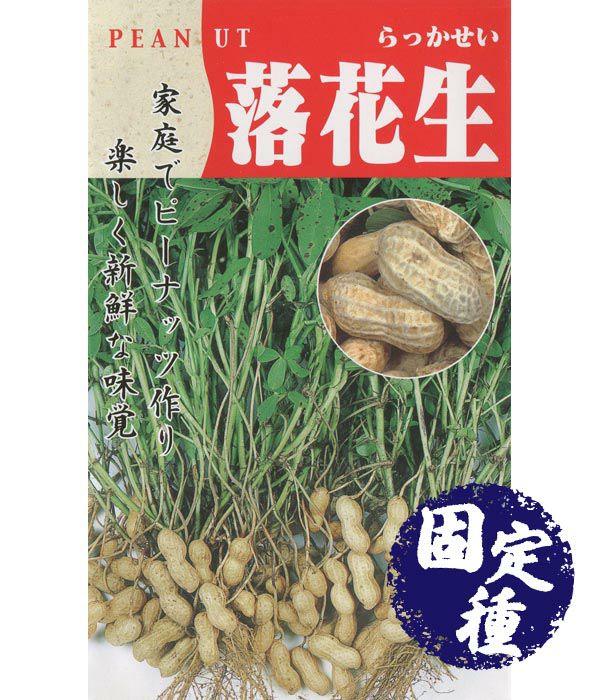 立性落花生(ラッカセイの種）【固定種】|固定種 在来種に強い 野菜のタネ専門通販サイト|アサヒのぐるたね