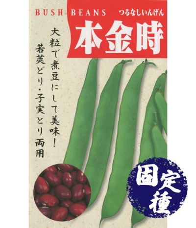 十六ささげ（インゲンの種）【固定種】|固定種 在来種に強い 野菜のタネ専門通販サイト|アサヒのぐるたね