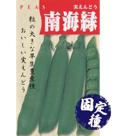 豆、サヤ濃緑色 実とり専用種で美味 久留米ゆたか実えんどう（実