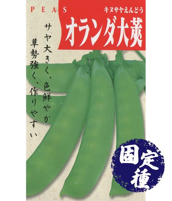 オランダ大さやえんどう（豌豆の種）【固定種】|野菜のタネ専門通販サイト|アサヒのぐるたね