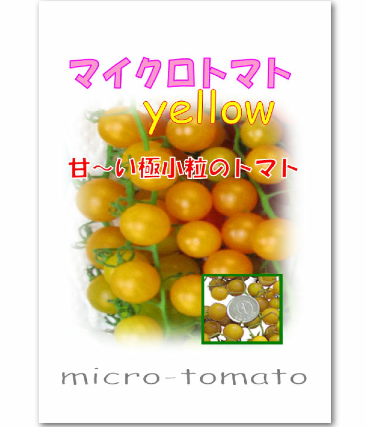 アサヒ育成 マイクロトマト黄（トマトの種）|固定種 在来種に強い 野菜