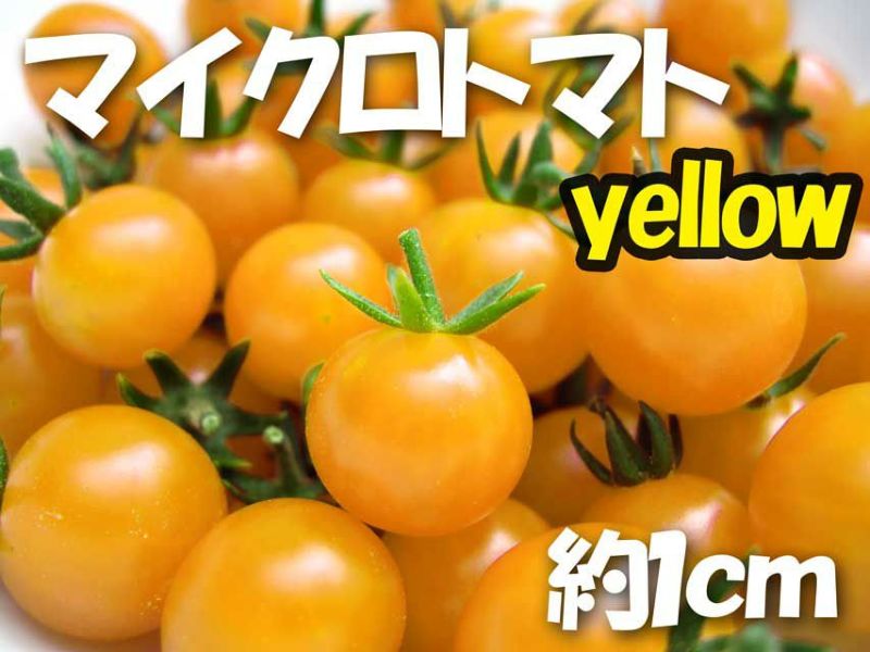アサヒ育成 マイクロトマト黄（トマトの種）|固定種 在来種に強い 野菜