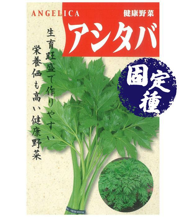 アシタバ（菜類の種）【固定種】|固定種 在来種に強い 野菜のタネ専門通販サイト|アサヒのぐるたね