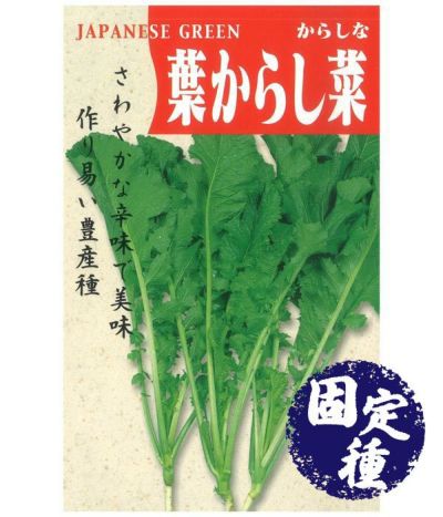 野沢菜(菜類の種）【固定種】|固定種 在来種に強い 野菜のタネ専門通販サイト|アサヒのぐるたね