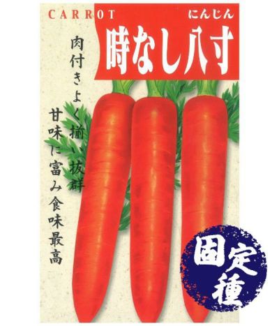 本紅金時人参（にんじんの種）【固定種】|固定種 在来種に強い 野菜の