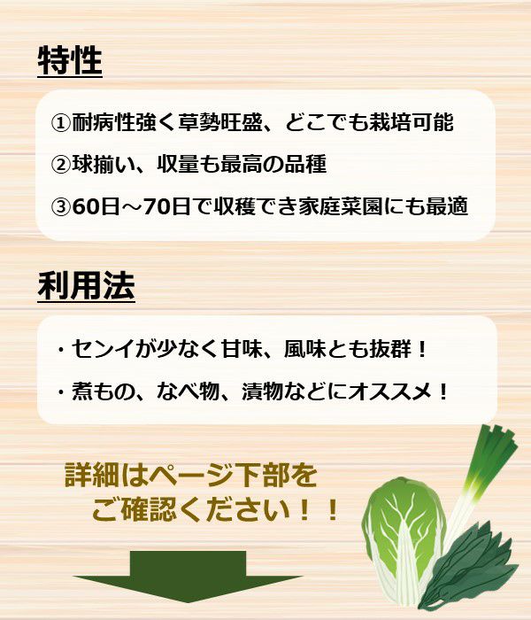 野崎二号白菜（ハクサイの種）【固定種】|固定種 在来種に強い 野菜の