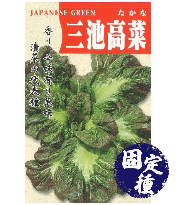 紫ちりめん大葉高菜 三池 タカナの種 固定種 野菜のタネ専門通販サイト アサヒのぐるたね