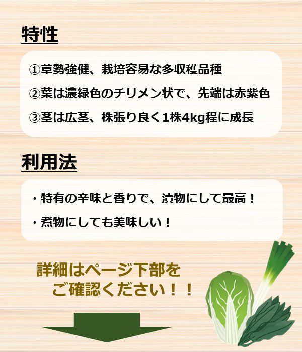 紫ちりめん大葉高菜（三池）（タカナの種）【固定種】|野菜のタネ専門通販サイト|アサヒのぐるたね