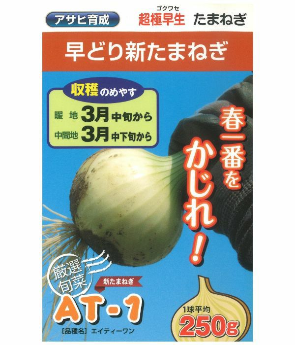 アサヒ育成 ＡＴ－１玉葱（ｴｰﾃｨｰﾜﾝ）（たまねぎの種）|固定種 在来種に強い 野菜のタネ専門通販サイト|アサヒのぐるたね