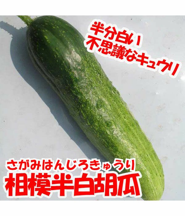 相模半白胡瓜（キュウリの種）【固定種】