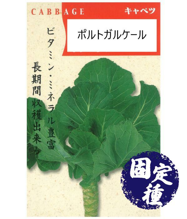 豪華 ケール 種 種子 小袋（約10ml） <br>（ 種 野菜 野菜種子 野菜種 ）