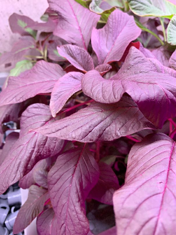 レッドアマランサス 細粒 種 野菜のタネ専門通販サイト アサヒのぐるたね