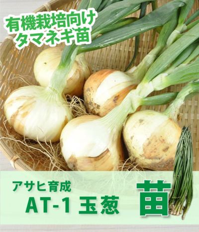 タマネギ苗|固定種 在来種に強い 野菜のタネ専門通販サイト|アサヒの