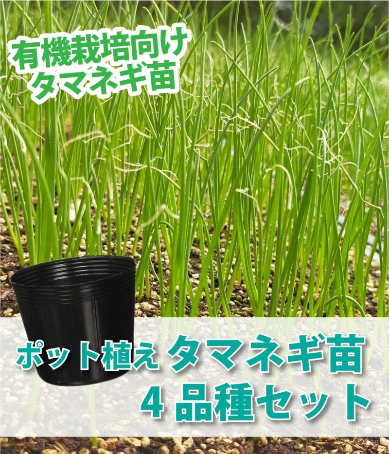 ポット植えタマネギ苗4種セット 【有機栽培向け タマネギ苗】|固定種 在来種に強い 野菜のタネ専門通販サイト|アサヒのぐるたね